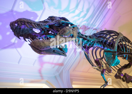 Skeleton of Stan the Tyrannosaurus rex, Manchester Museum, Oxford Road, Manchester Stock Photo