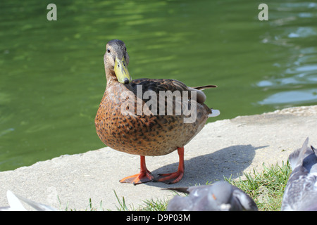 juvenile mallard duck ( Anas platyrhynchos ) trying to steal food from pigeons near the lake Stock Photo