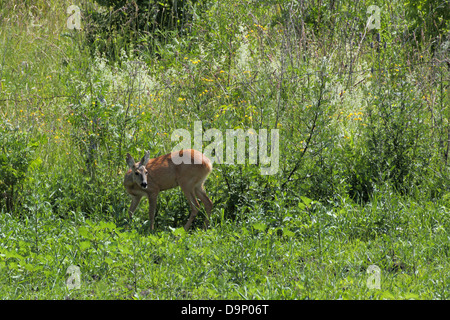 wild roe deer doe ( female capreolus ) standing in the big grass of eatly summer Stock Photo
