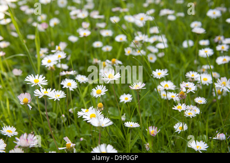 Close up of daisy wild flowers growing in an Irish garden Stock Photo