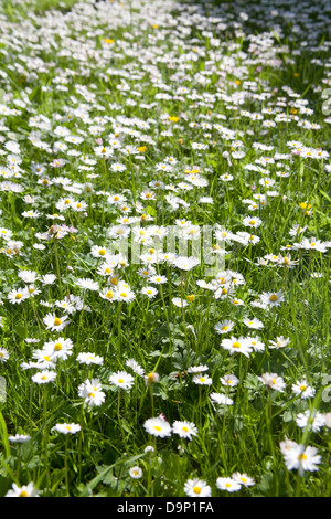 Close up of daisy wild flowers growing in an Irish garden Stock Photo