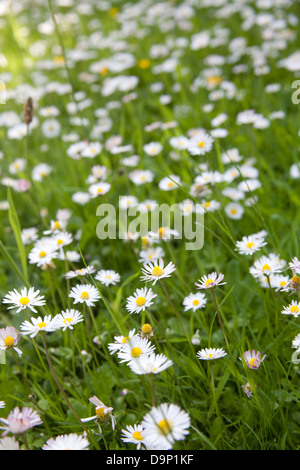 Close up of daisy wild flowers growing in an Irish garden Stock Photo
