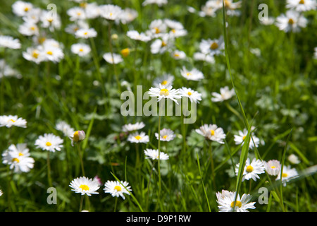 Close up of daisy wild flowers growing in an Irish garden Stock Photo