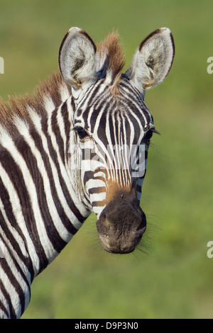 Zebras, close up portrait, Serengeti,Tanzania Stock Photo