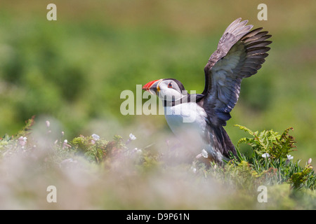 Puffin (Fratercula arctica) stretching its wings near its burrow on Skomer Island, Pembrokeshire Stock Photo