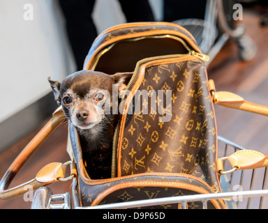 A small Chihuahua dog traveling in a Louis Vuitton designer bag at Stock Photo: 57650802 - Alamy