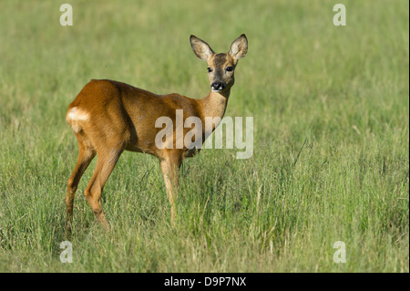 roe deer, fawn, capreolus capreolus Stock Photo