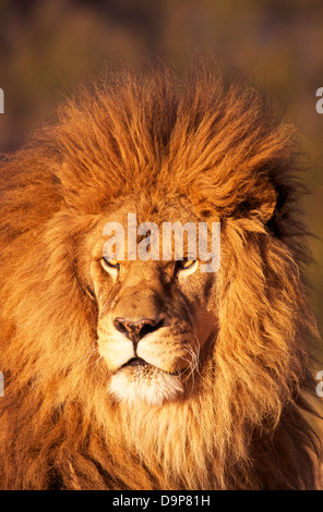 Barbary lion with beautiful mane Stock Photo - Alamy