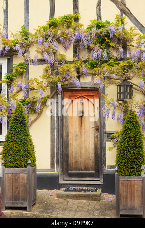 Wisteria floribunda growing around a yellow timbered house with a wooden front door in historic village Lavenham Suffolk England Stock Photo