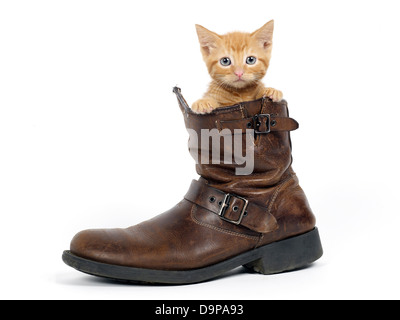 A puss in boots, a ginger kitten sitting in a shoe. Stock Photo