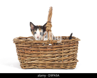 Cute little kitten in wicker basket on white background Stock Photo - Alamy