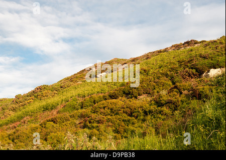 Howth - wild hillside Stock Photo