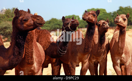 Camel herd at Pushkar fair,Rajasthan,India Stock Photo