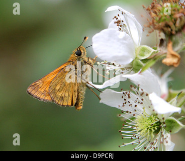 Macro close-up of the  Large Skipper butterfly (Ochlodes sylvanus) posing on a white blackberry flower (series of 5 images)
