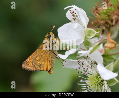 Macro close-up of the  Large Skipper butterfly (Ochlodes sylvanus) posing on a white blackberry flower (series of 5 images)