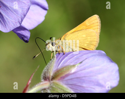 Macro close-up of the brownish  Large Skipper butterfly (Ochlodes sylvanus) posing on a purple flower