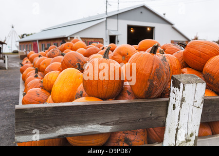 Pumpkins, Eastern Townships, Quebec, Canada Stock Photo