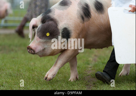 Gloucestershire Old Spots pig and handler walking in showring at Malvern Three Counties show Stock Photo