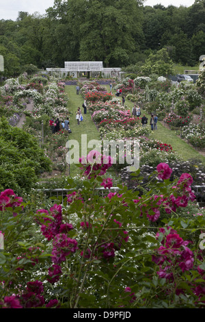 Cranford Rose Garden in bloom at the Brooklyn Botanic Garden, Brooklyn, NY. Stock Photo