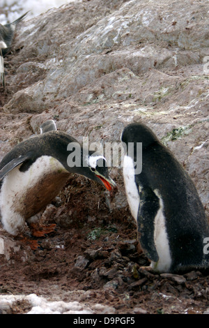 Gentoo penguins work hard to build their nests with pebbles from the shore. Gentoo penguins mate for life, Antarctica. Stock Photo