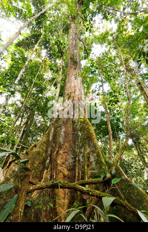 Low angle view of a arge tree in primary tropical rainforest with buttress roots, Ecuador Stock Photo