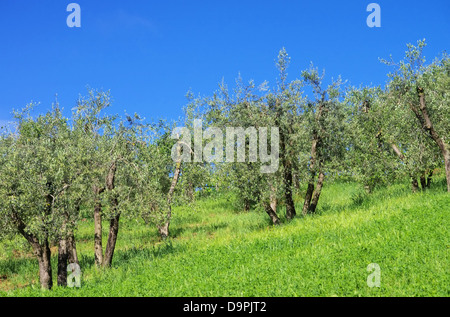 Olivenbaum in der Toskana - olive tree in Tuscany 02 Stock Photo