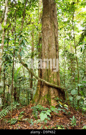 Large tree in primary tropical rainforest, Ecuador Stock Photo