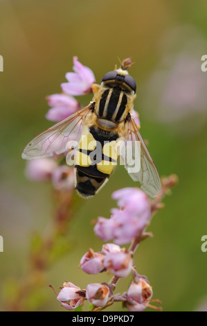 Hoverfly, flower fly, Schwebfliege, Syrphidae Stock Photo