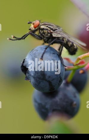 Regenbremse, Common Horse Fly, Haematopota pluvialis Stock Photo