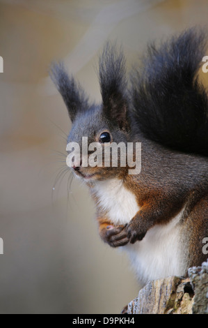 Eichhörnchen, Sciurus vulgaris, red squirrel Stock Photo