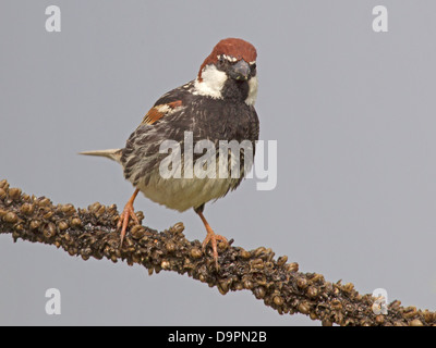 Male spanish sparrow perched Stock Photo