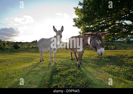 new forest donkeys Stock Photo