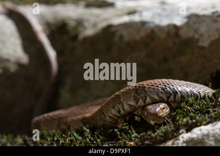 Southern water snake (Nerodia fasciata) resting on a rock in Tennessee, USA Stock Photo