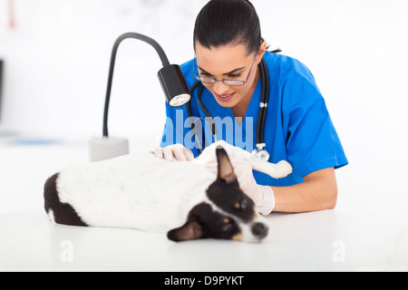 professional veterinarian checking dog's skin under examining light Stock Photo