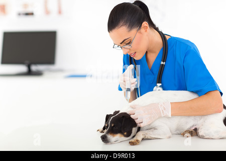 young vet doctor giving vaccination injection to pet dog Stock Photo
