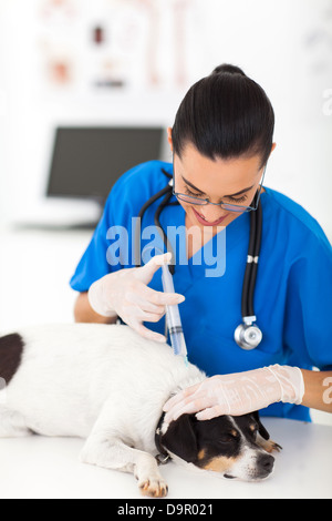 beautiful veterinarian giving injection to pet dog Stock Photo