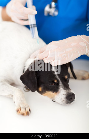 vet nurse injecting dog neck Stock Photo