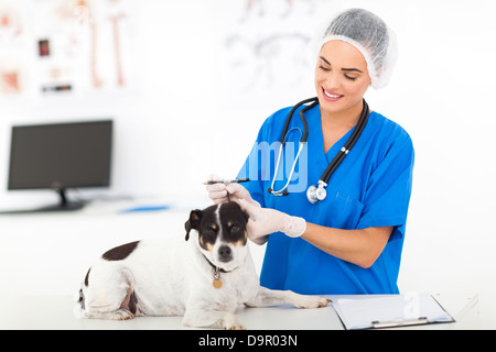 beautiful veterinary doctor checking dog's ear Stock Photo