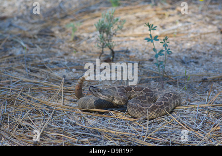 A Southern Pacific Rattlesnake (Crotalus oreganus helleri) coiled in pine needles and sand in Baja California, Mexico. Stock Photo