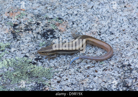 A Coronado Skink (Plestiodon skiltonianus interparietalis) rests on a lychen-covered granite rock in Baja California, Mexico. Stock Photo