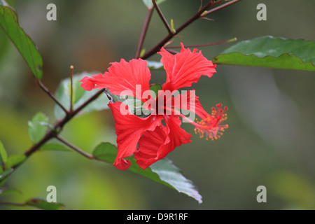 Red hibiscus on Hawaii Stock Photo