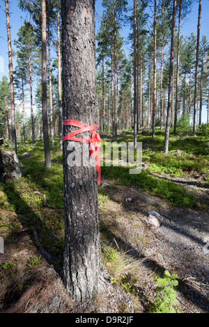 Red ribbon tied around pine trunk Stock Photo