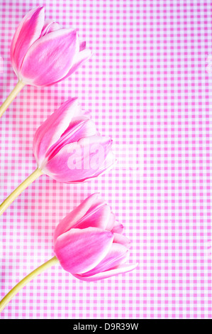 three pink tulips over pink background Stock Photo