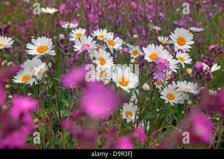 Red Campion Silene dioica on field margin Norfolk UK May Stock Photo
