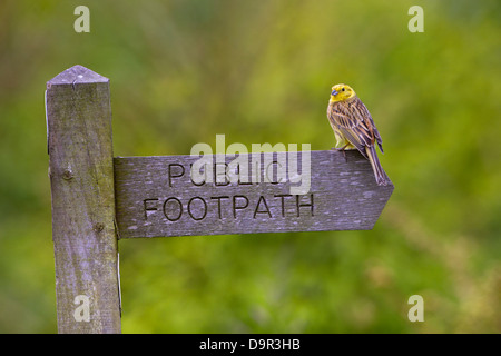 Yellowhammer Emberiza citinella  perched on footpath sign Stock Photo
