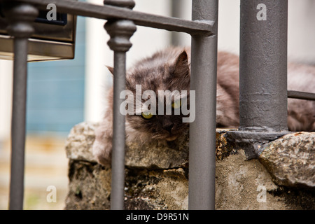 Close-up of a cat on stairs, Como, Lombardy, Italy Stock Photo