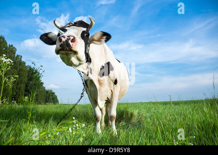 Funny black and white colour dairy cow on a pasture with fresh green grass Stock Photo