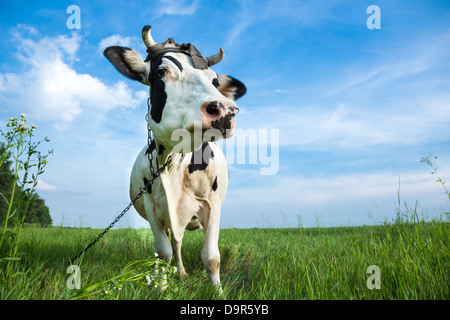 Funny black and white colour dairy cow on a pasture with fresh green grass Stock Photo