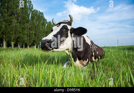 Funny black and white colour dairy cow lying in a green pasture Stock Photo