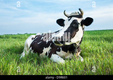 Funny black and white colour dairy cow lying in a green pasture Stock Photo